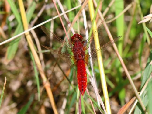 Réf. 208 139 : Crocothemis erythraea